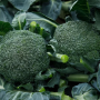 Капуста брокколи, Brassica oleracea var. italica Монрелло F1