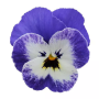 Виола рогатая Сорбет XP Дельфт Блу (Viola cornuta Sorbet XP Delft Blue)