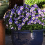 Виола рогатая Сорбет XP Дельфт Блу (Viola cornuta Sorbet XP Delft Blue)