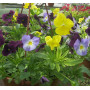 Виола рогатая Корина дип блю & вайт (Viola cornuta Corina deep blue & white)