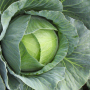 Капуста белокочанная, Brassica albus, Агрессор F1