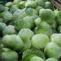 Капуста белокочанная, Brassica albus, Агрессор F1