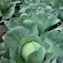 Капуста белокочанная, Brassica albus, Агрессор F1