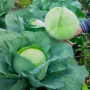 Капуста белокочанная, Brassica albus, Агрессор F1