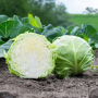 Капуста белокочанная, Brassica albus, Лауда F1
