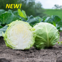 Капуста белокочанная, Brassica albus, Лауда F1