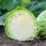 Капуста белокочанная, Brassica albus, Росберг F1