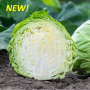 Капуста белокочанная, Brassica albus, Росберг F1