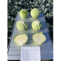 Капуста белокочанная, Brassica albus, Дербент F1