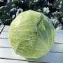Капуста белокочанная, Brassica albus, Дербент F1