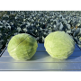 Капуста белокочанная, Brassica albus, Дербент F1