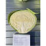 Капуста белокочанная, Brassica albus, Дербент F1