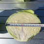 Капуста белокочанная, Brassica albus, Дербент F1