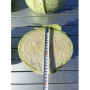 Капуста белокочанная, Brassica albus, Дербент F1