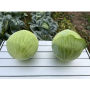 Капуста белокочанная, Brassica albus, Маркони F1