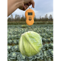Капуста белокочанная, Brassica albus, Маркони F1