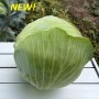 Капуста белокочанная, Brassica albus, Маркони F1