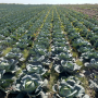 Капуста белокочанная, Brassica albus, Тореадор F1. НОВИНКА!
