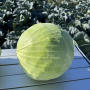 Капуста белокочанная, Brassica albus, Тореадор F1. НОВИНКА!