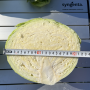 Капуста белокочанная, Brassica albus, Тореадор F1. НОВИНКА!