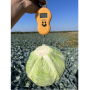 Капуста белокочанная, Brassica albus, Тореадор F1. НОВИНКА!