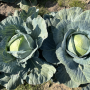 Капуста белокочанная, Brassica albus, Тореадор F1. НОВИНКА!