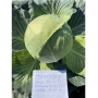Капуста белокочанная, Brassica albus, Тореадор F1. НОВИНКА!