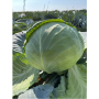 Капуста белокочанная, Brassica albus, Тореадор F1. НОВИНКА!