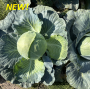 Капуста белокочанная, Brassica albus, Тореадор F1. НОВИНКА!