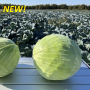 Капуста белокочанная, Brassica albus, Тореадор F1. НОВИНКА!