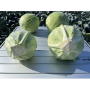 Капуста белокочанная, Brassica albus, Тореадор F1. НОВИНКА!