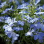 Лобелия эринус Пэлэс Скай Блу (Lobelia erinus Sky Blue Palace)