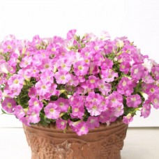 Петуния многоцветковая PETUNIA HYBRID F1 Baby Gioconda Series (multiflora): Baby Pale Rose Петуния многоцветковая PETUNIA HYBRID F1 Baby Gioconda Series (multiflora): Baby Pale Rose
