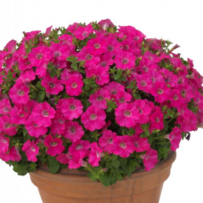 Петуния многоцветковая PETUNIA HYBRID F1 Baby Gioconda Series (multiflora): Baby Gioconda Rose