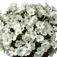Петуния многоцветковая PETUNIA HYBRID F1 Baby Gioconda Series (multiflora): Baby Gioconda White