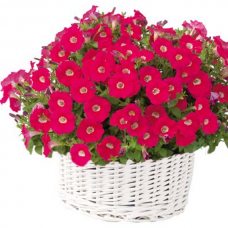 Петуния многоцветковая PETUNIA HYBRID F1 Baby Gioconda Series (multiflora): Baby Gioconda Deep Rose Eye