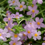 Бакопа Блютопия (Bacopa Blutopia)