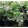 Бакопа Блютопия (Bacopa Blutopia)