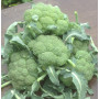 Капуста брокколи, Brassica oleracea var. italica Монрелло F1