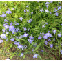 Лобелия эринус Пэлэс Скай Блу (Lobelia erinus Sky Blue Palace)